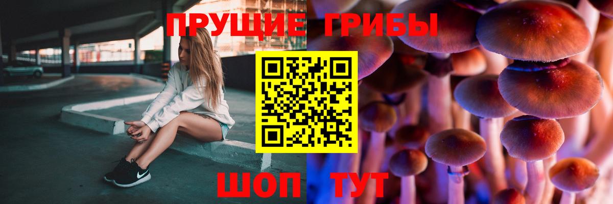 Псилоцибиновые грибы Psilocybe Бор